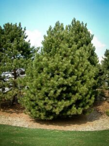 Сосна Чёрная (Pinus Nigra) купить по цене от 270.00р. в интернет-магазине «Посадика» с доставкой почтой в в Коммунаре и по всей России – [изображение №1].