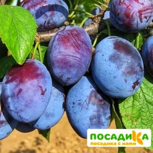 Слива Чачакская ранняя купить по цене от 229.00р. в интернет-магазине «Посадика» с доставкой почтой в в Коммунаре и по всей России – [изображение №1].