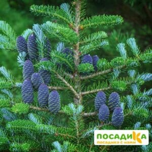 Пихта корейская (Abies koreana) купить по цене от 450.00р. в интернет-магазине «Посадика» с доставкой почтой в в Коммунаре и по всей России – [изображение №1].