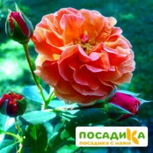 Роза Арабия купить по цене от 350.00р. в интернет-магазине «Посадика» с доставкой почтой в в Коммунаре и по всей России – [изображение №1].