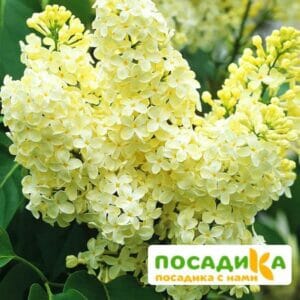 Сирень Примроуз (Primrose) купить по цене от 529.00р. в интернет-магазине «Посадика» с доставкой почтой в в Коммунаре и по всей России – [изображение №1].