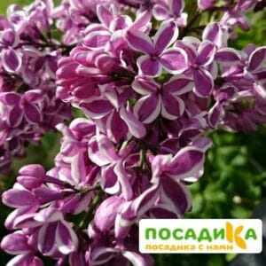 Сирень Сенсация купить по цене от 529.00р. в интернет-магазине «Посадика» с доставкой почтой в в Коммунаре и по всей России – [изображение №1].