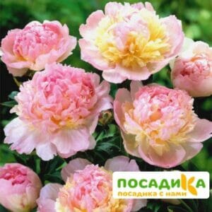 Пион Распберри Сандей (Paeonia Raspberry Sundae) купить по цене от 959р. в интернет-магазине «Посадика» с доставкой почтой в в Коммунаре и по всей России – [изображение №1].