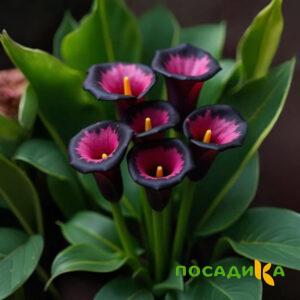 Калла Аура Лейс купить по цене от 400р. в интернет-магазине «Посадика» с доставкой почтой в в Коммунаре и по всей России – [изображение №1].