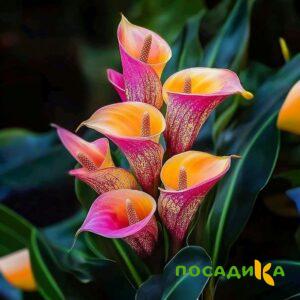 Калла Оникс купить по цене от 450р. в интернет-магазине «Посадика» с доставкой почтой в в Коммунаре и по всей России – [изображение №1].