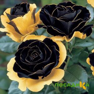 Роза Ханни Сикл купить по цене от 700р. в интернет-магазине «Посадика» с доставкой почтой в в Коммунаре и по всей России – [изображение №1].