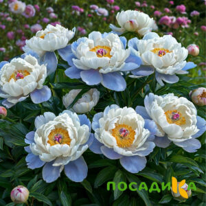Пион акварельный Этюд купить по цене от 806р. в интернет-магазине «Посадика» с доставкой почтой в в Коммунаре и по всей России – [изображение №1].