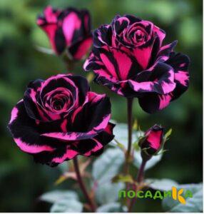 Роза Багровый Шепот купить по цене от 366р. в интернет-магазине «Посадика» с доставкой почтой в в Коммунаре и по всей России – [изображение №1].