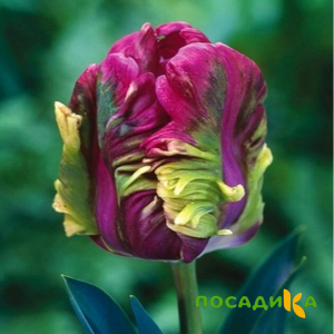 Тюльпан Экзотик Хэвен купить по цене от 186р. в интернет-магазине «Посадика» с доставкой почтой в в Коммунаре и по всей России – [изображение №1].