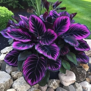 Хоста Люминоза купить по цене от 450р. в интернет-магазине «Посадика» с доставкой почтой в в Коммунаре и по всей России – [изображение №1].