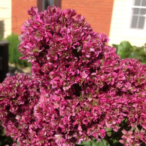 Флокс Филингс купить по цене от 329р. в интернет-магазине «Посадика» с доставкой почтой в в Коммунаре и по всей России – [изображение №1].