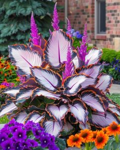 Хоста Кримэн Дрим купить по цене от 549р. в интернет-магазине «Посадика» с доставкой почтой в в Коммунаре и по всей России – [изображение №1].