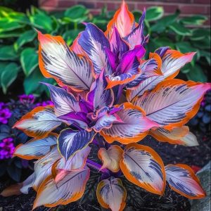 Хоста Эмеральд Тиара купить по цене от 602р. в интернет-магазине «Посадика» с доставкой почтой в в Коммунаре и по всей России – [изображение №1].