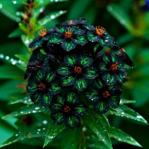 Флокс Ривьера купить по цене от 299р. в интернет-магазине «Посадика» с доставкой почтой в в Коммунаре и по всей России – [изображение №1].