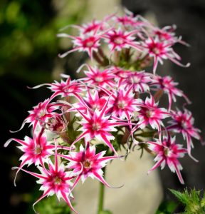 Флокс Метельчатый Путь купить по цене от 456р. в интернет-магазине «Посадика» с доставкой почтой в в Коммунаре и по всей России – [изображение №1].