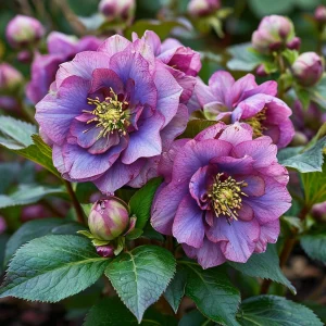 Морозник Айс Принцесс Чарм купить по цене от 650р. в интернет-магазине «Посадика» с доставкой почтой в в Коммунаре и по всей России – [изображение №1].