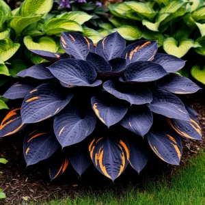 Хоста Умбра купить по цене от 349р. в интернет-магазине «Посадика» с доставкой почтой в в Коммунаре и по всей России – [изображение №1].