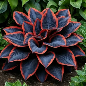 Хоста Солнечный Агат купить по цене от 440р. в интернет-магазине «Посадика» с доставкой почтой в в Коммунаре и по всей России – [изображение №1].