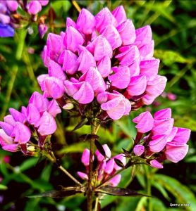 Флокс Бутоник купить по цене от 461р. в интернет-магазине «Посадика» с доставкой почтой в в Коммунаре и по всей России – [изображение №1].