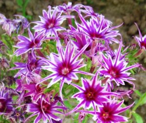 Флокс Звездное Кружево купить по цене от 361р. в интернет-магазине «Посадика» с доставкой почтой в в Коммунаре и по всей России – [изображение №1].