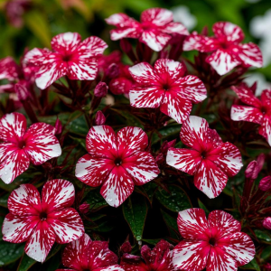 Флокс Ливер Гриммер купить по цене от 590р. в интернет-магазине «Посадика» с доставкой почтой в в Коммунаре и по всей России – [изображение №1].