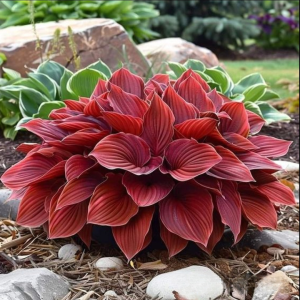 Хоста Малыш Шедевр купить по цене от 421р. в интернет-магазине «Посадика» с доставкой почтой в в Коммунаре и по всей России – [изображение №1].