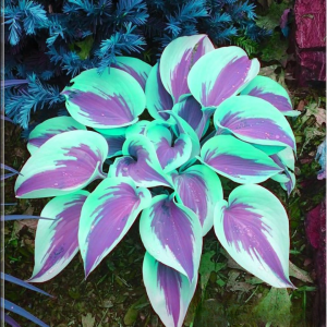 Хоста Висперин Бьюти купить по цене от 379р. в интернет-магазине «Посадика» с доставкой почтой в в Коммунаре и по всей России – [изображение №1].