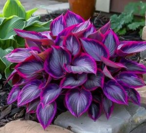 Хоста Сикрет Гарденс купить по цене от 549р. в интернет-магазине «Посадика» с доставкой почтой в в Коммунаре и по всей России – [изображение №1].