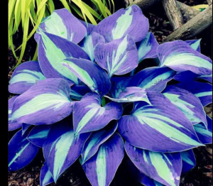 Хоста Аурелия купить по цене от 450р. в интернет-магазине «Посадика» с доставкой почтой в в Коммунаре и по всей России – [изображение №1].