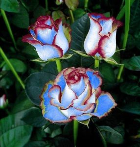 Роза Сафайер Пэтл купить по цене от 450р. в интернет-магазине «Посадика» с доставкой почтой в в Коммунаре и по всей России – [изображение №1].